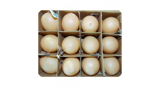 Eastland Plastik Yumurta Oyuncağı 12#039;Li 5 Cm