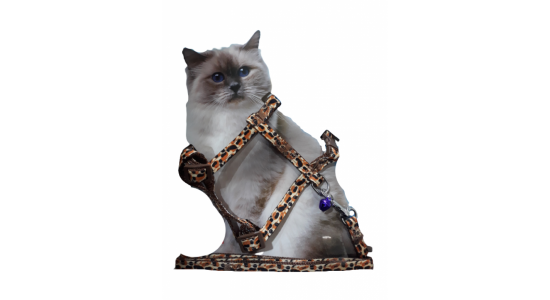 Uygun Petgross Leopar Desenli Kedi Tasması