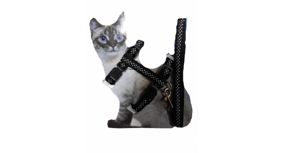 Uygun Petgross Siyah Kedi Tasması